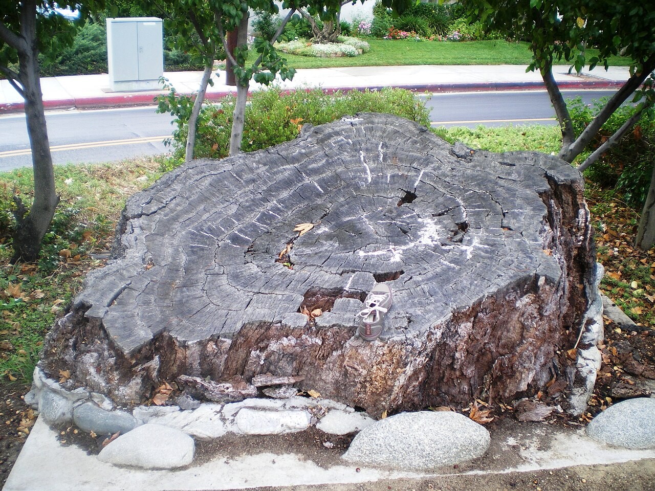 The Great Encino Oak Tree