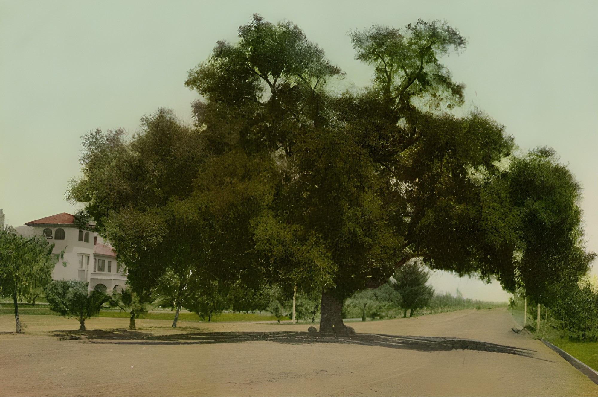 encino oak tree