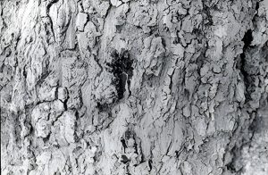 lang oak tree bark
