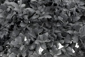 lang oak tree leaves